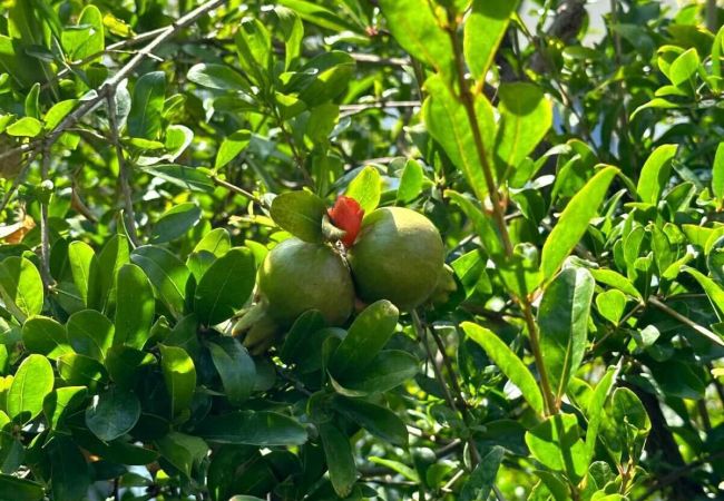 Villa en Nueva andalucia - Villa Enso Villa en Nueva andalucia - Villa Enso