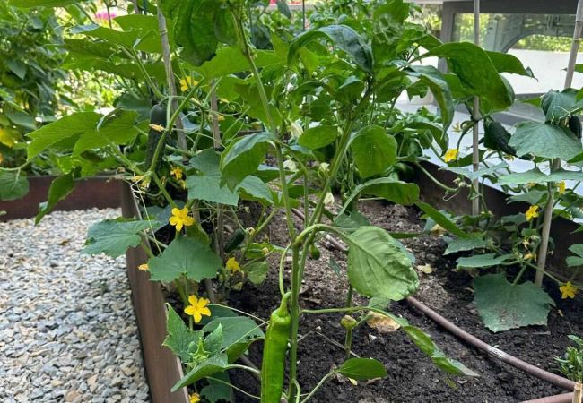 Villa en Nueva andalucia - Villa Enso Villa en Nueva andalucia - Villa Enso